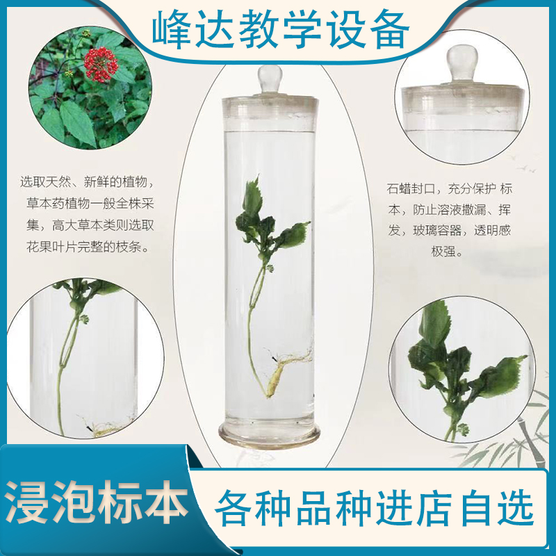 专注于标本  浸渍标本 植物标本 中药植物浸渍 植物中药浸渍  教学用的标本  专业技术团队