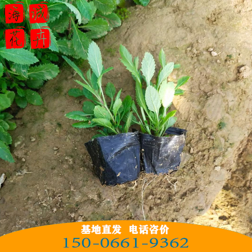 河南马鞭草批发价 青州绿化草花苗木种植基地