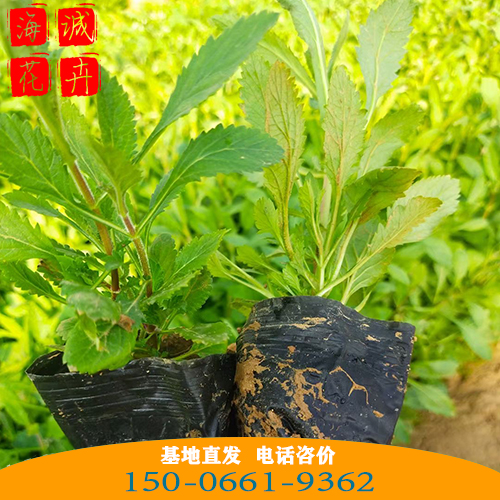 湖北马鞭草批发价 青州绿化草花苗木种植基地