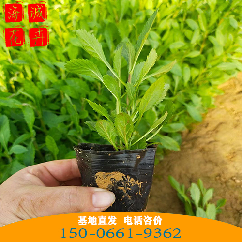 黑龙江马鞭草批发价 青州绿化草花苗木种植基地