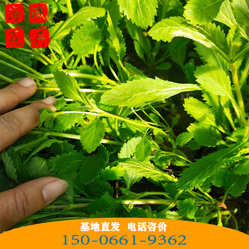 贵州马鞭草批发价 青州绿化草花苗木种植基地