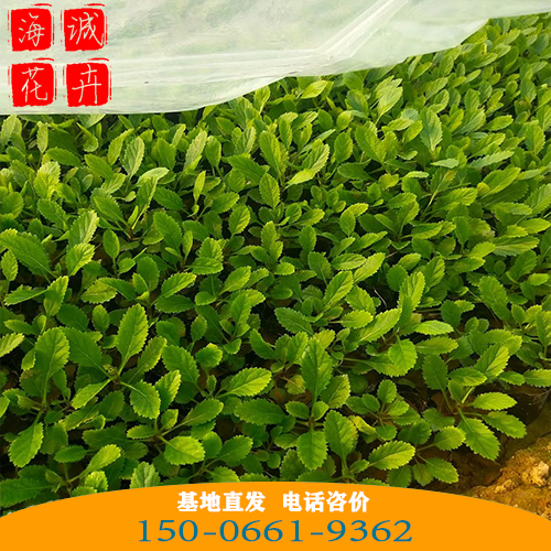 江西马鞭草批发价 青州绿化草花苗木种植基地