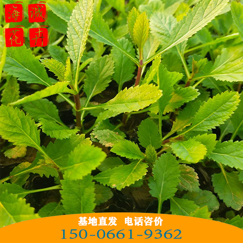 山东马鞭草批发价 青州绿化草花苗木种植基地