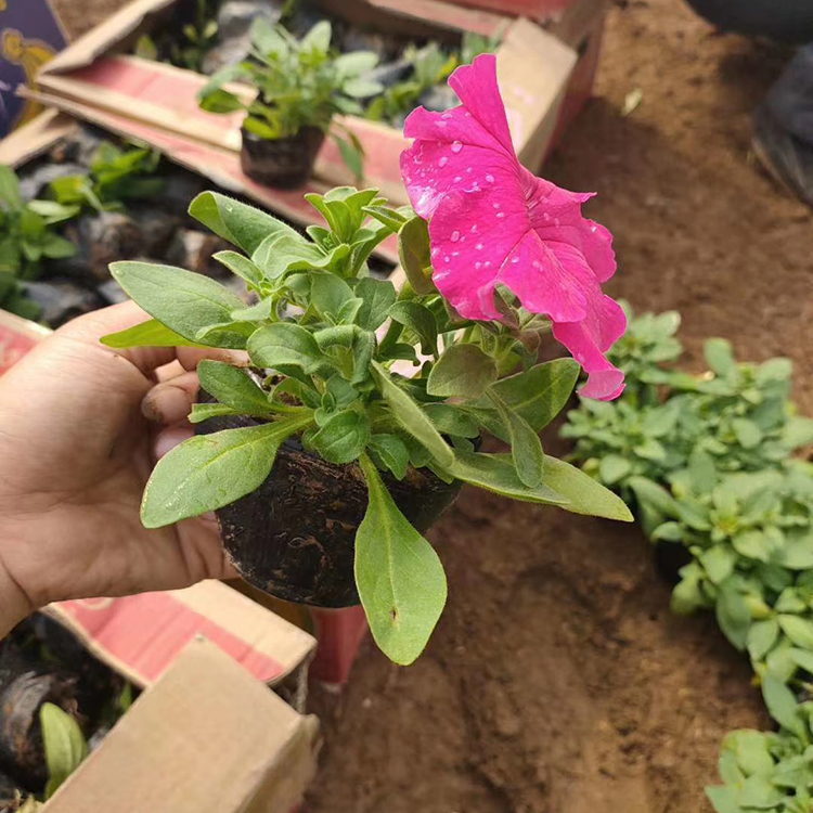 宸涵   租摆矮牵牛    可用作花坛点缀