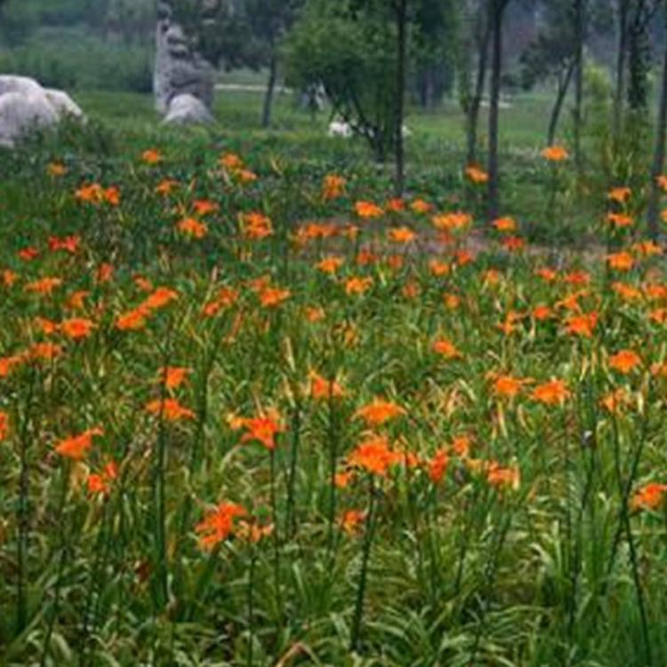 大花萱草宿根基地  大花萱草报价  大花萱草种植基地