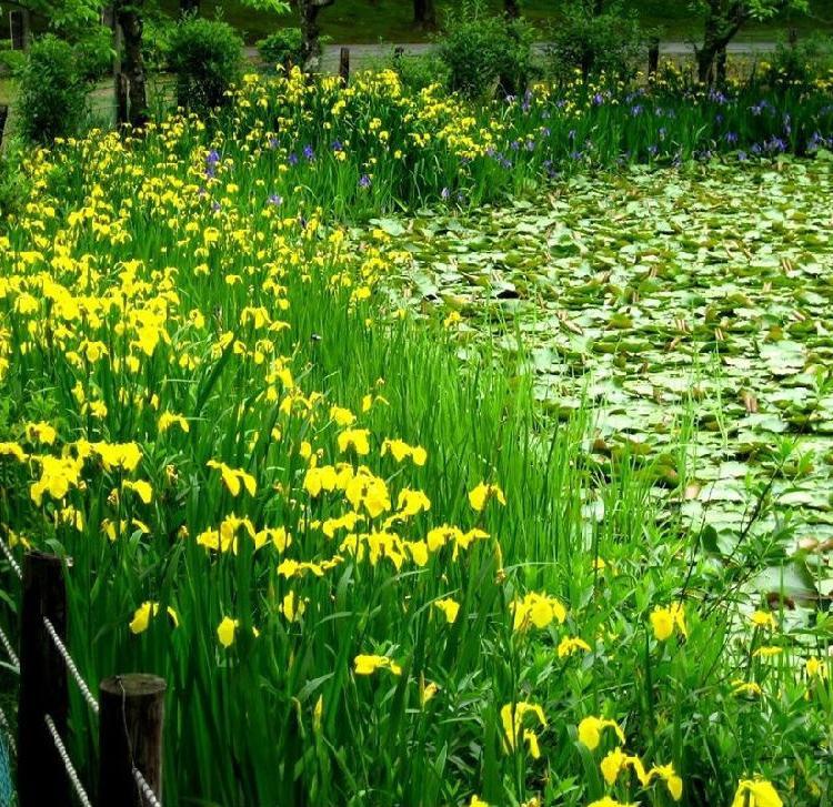 宸涵  马兰批发商  花色绚丽，鲜艳