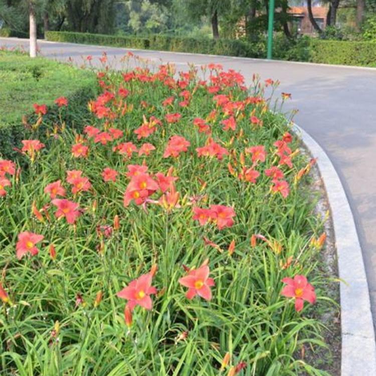 观赏花卉萱草  大花萱草报价  大花萱草种植基地