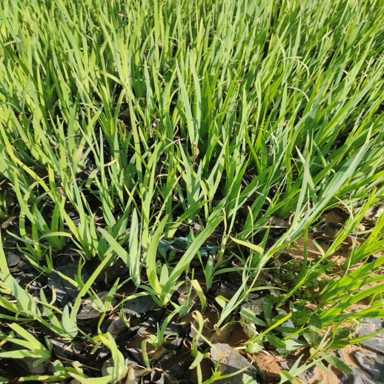 宸涵花卉  波斯菊营养钵苗