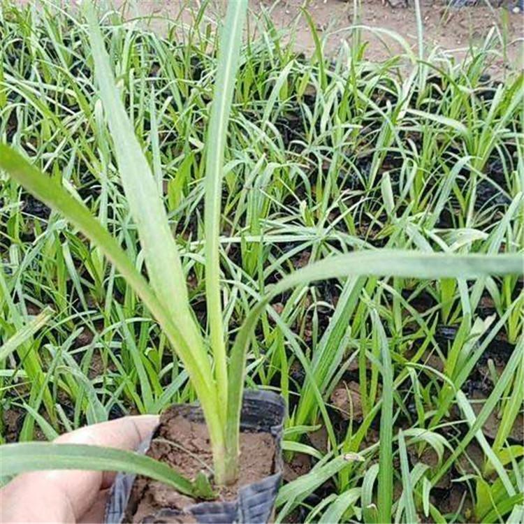 宸涵  马兰盆栽  花色绚丽，鲜艳