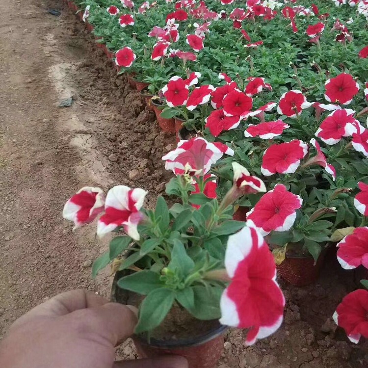 宸涵   矮牵牛出售    可用作花坛点缀