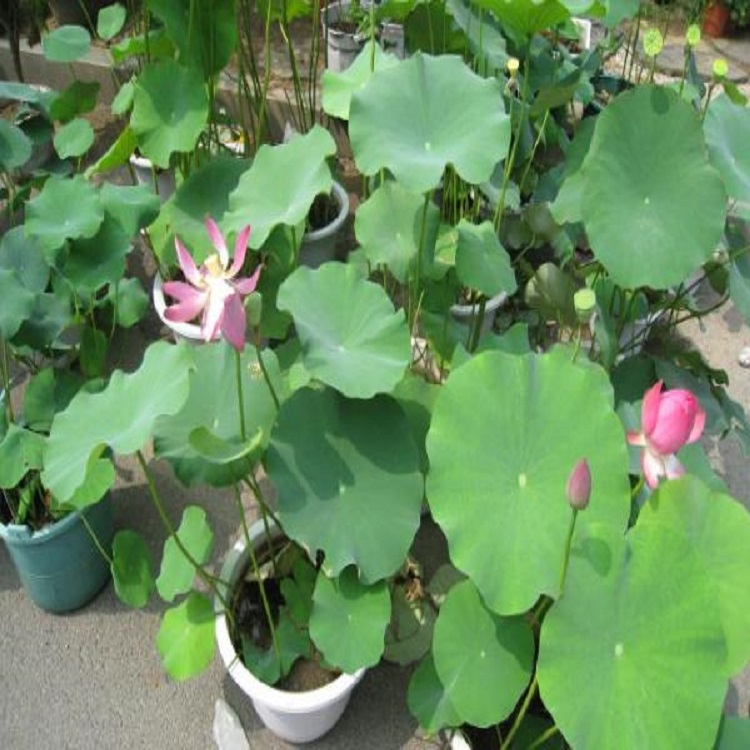 德勇  荷花种植基地  池塘湖泊绿化用苗