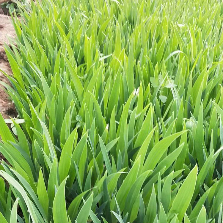 山东水生植物批发  鸢尾批发商  湿地绿化