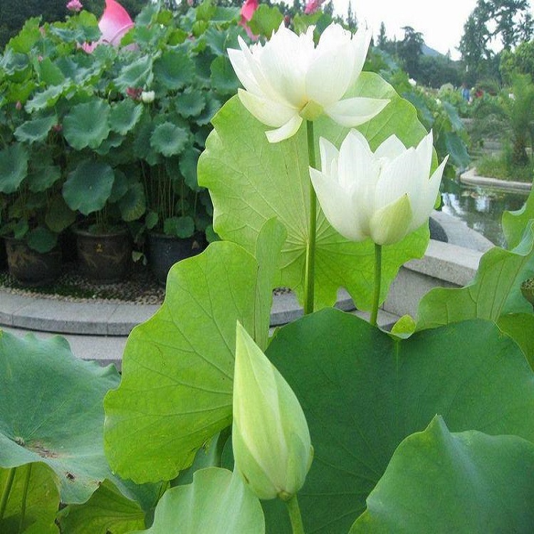 德勇  荷花种植基地  品种多样，花色丰富