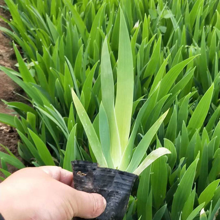 山东水生植物批发  鸢尾供应商  蓝花水生鸢尾