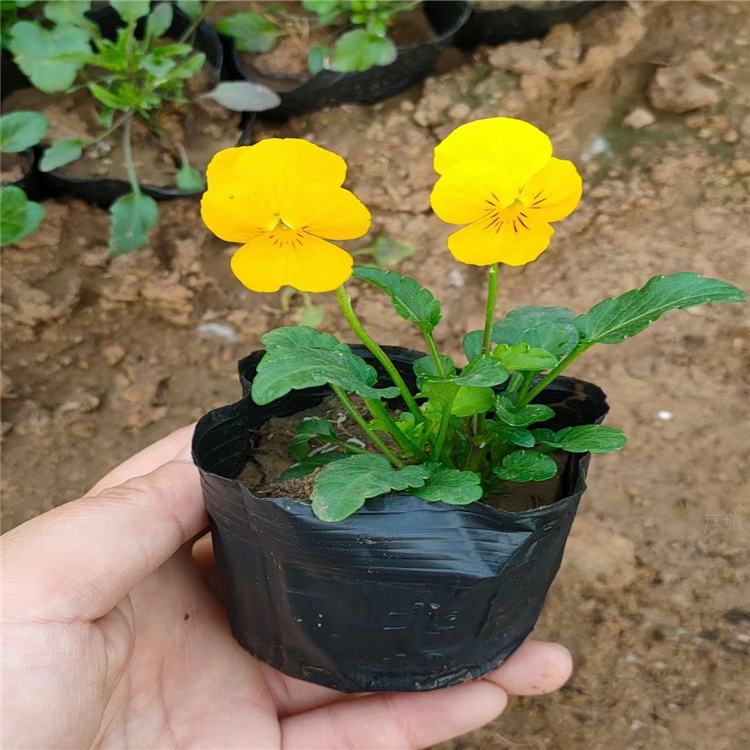 盆栽角堇 角堇种子 角堇基地批发