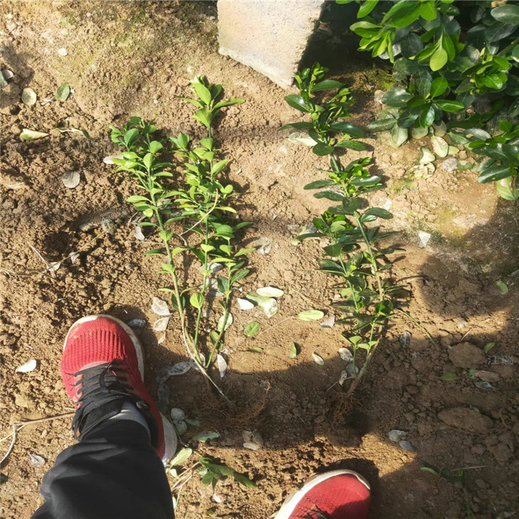 山东冬青小苗 冬青批发 冬青基地出售 地被绿篱现货供应