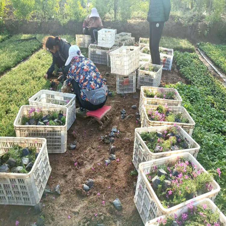 绿化工程用福禄考  福禄考批发基地  “会开花的草坪”