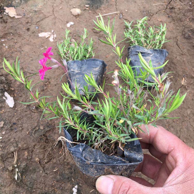 四季草花福禄考 芝樱价格 庭园美化