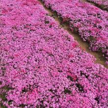 花海工程用福禄考  丛生福禄考培育基地  公园美化用花卉