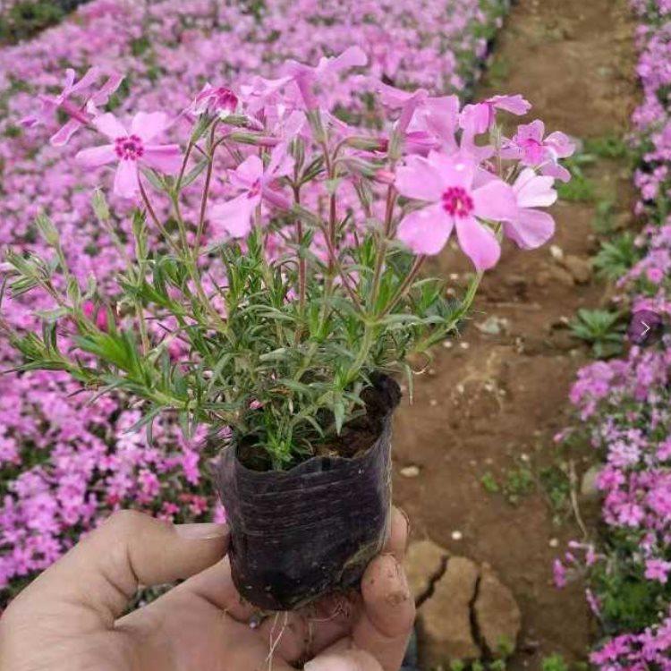绿化工程用福禄考  直立福禄考幼苗报价  生命力好