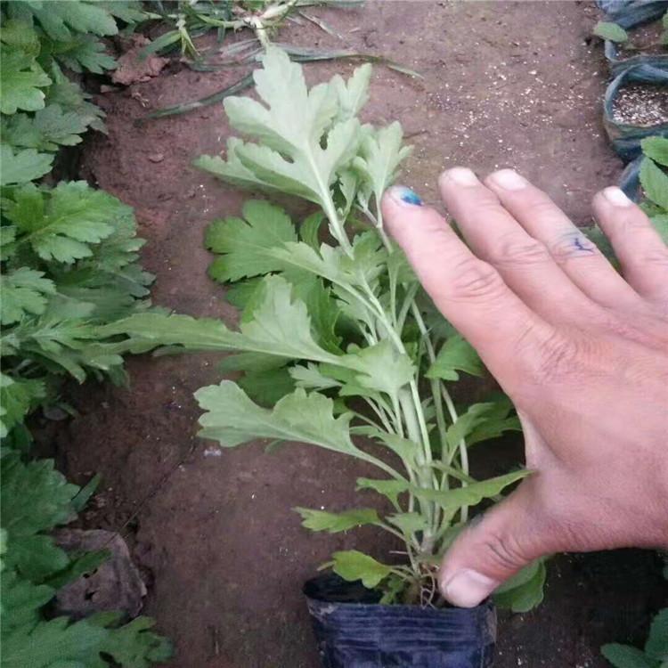 地被菊培育 自然成型 静竹地被菊 室内观赏盆栽，美化阳台