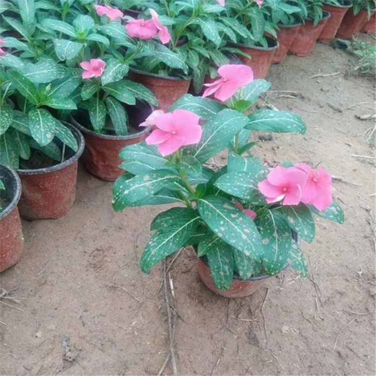 静竹  长春花基地  庭园美化