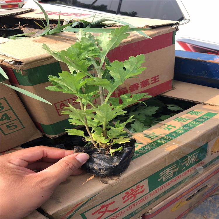 山东 地被菊  地被菊基地  花朵紧密
