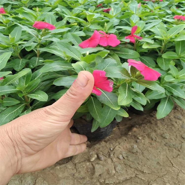 静竹  天天开基地  四季开花
