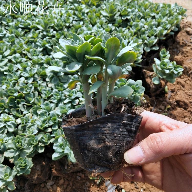 静竹  八宝景天种子  易培育 株高30-50cm  开花观赏性好 可用于公园绿化