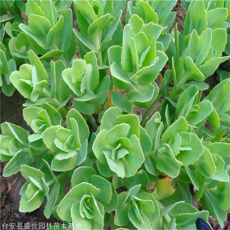 八宝景天  荒坡绿化植物 撒种易成活 花期长 观赏性好