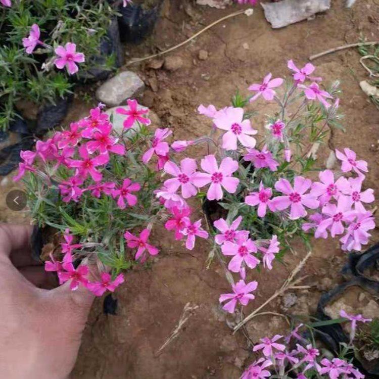 繁花似锦的福禄考苗  丛生福禄考培育基地  生命力好