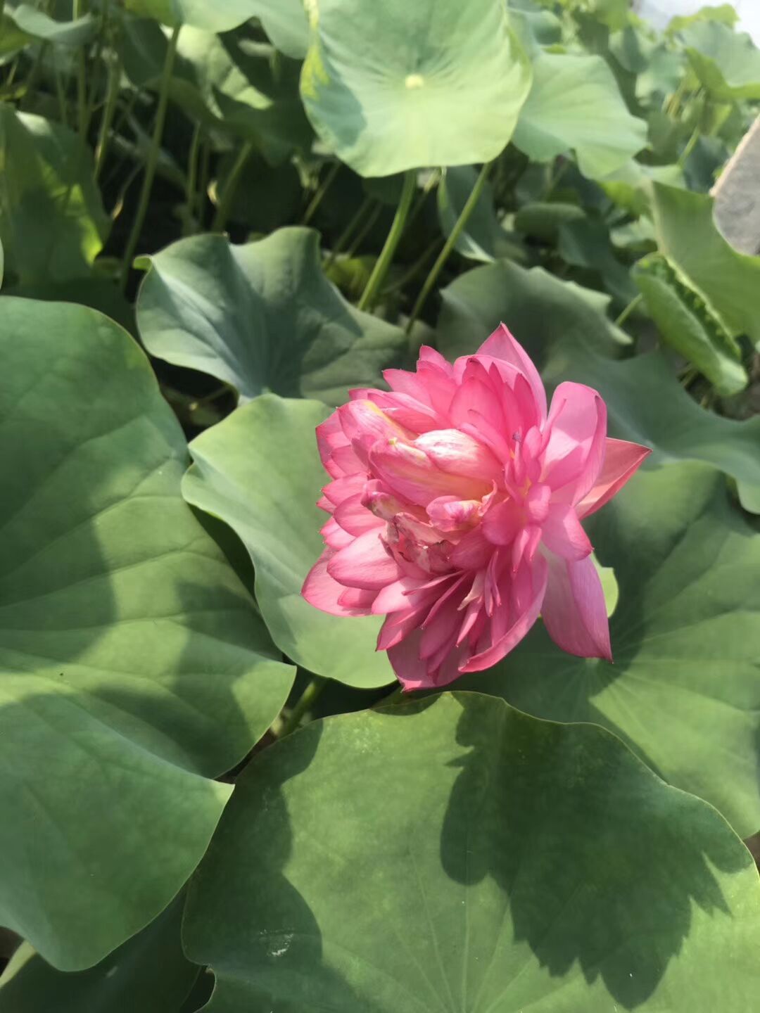 茂刚   荷花苗  观赏性佳