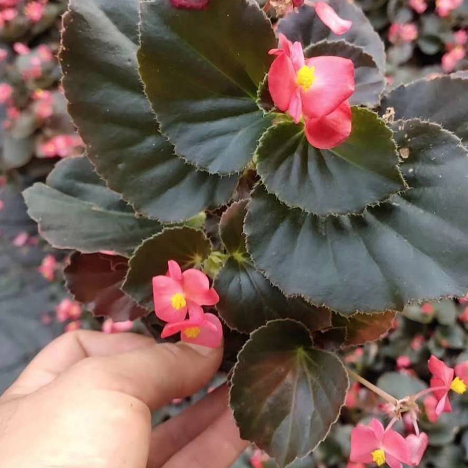 茂刚  海棠供应基地  春秋开花，花期长