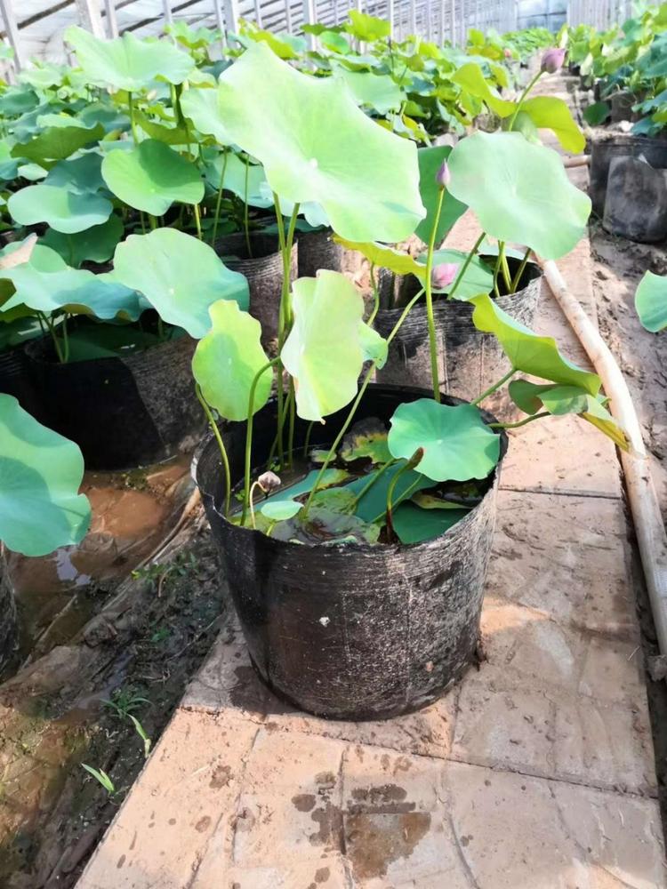 茂刚   荷花苗  品种多样，花色丰富