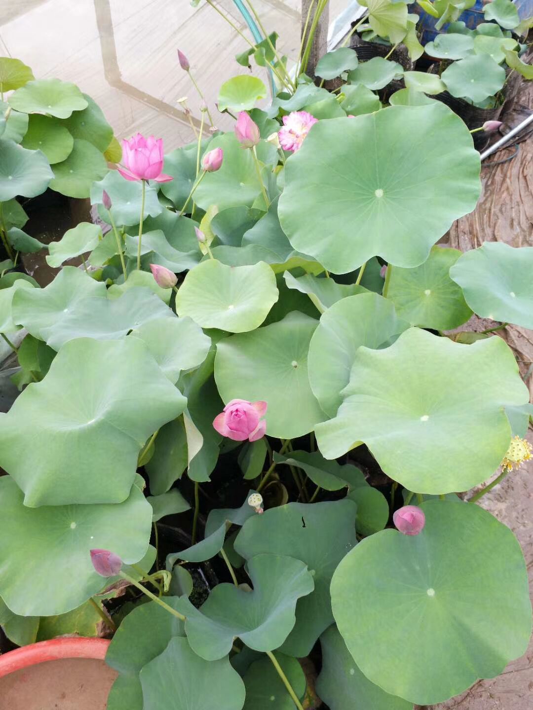 茂刚   荷花供应商  品种多样，花色丰富