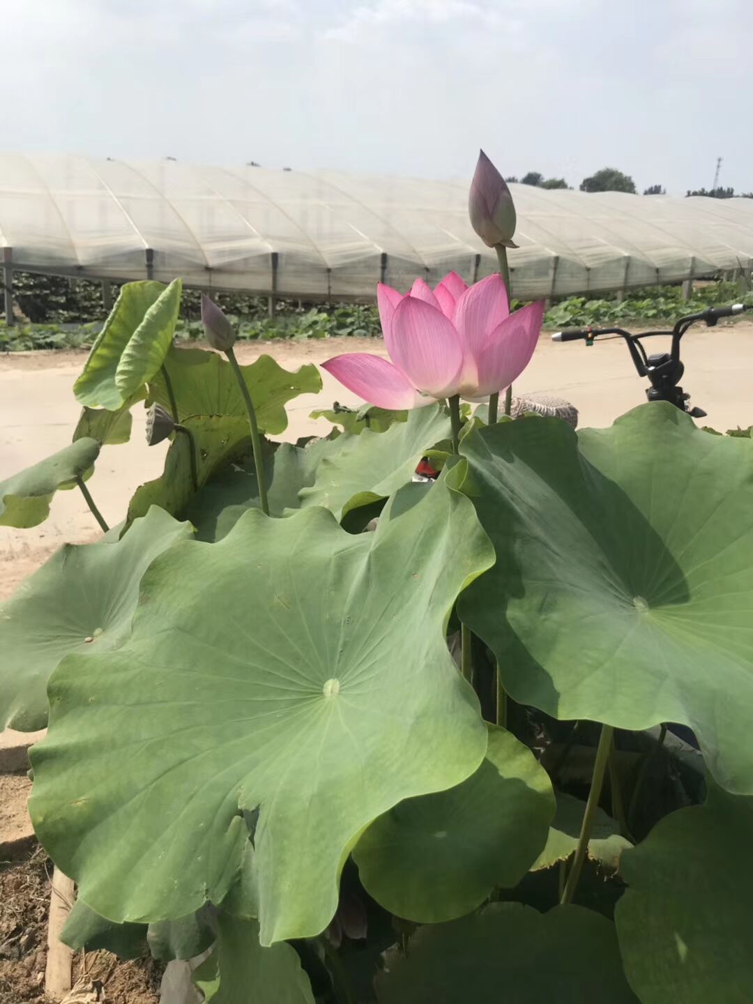 茂刚   荷花种植基地  品种多样，花色丰富