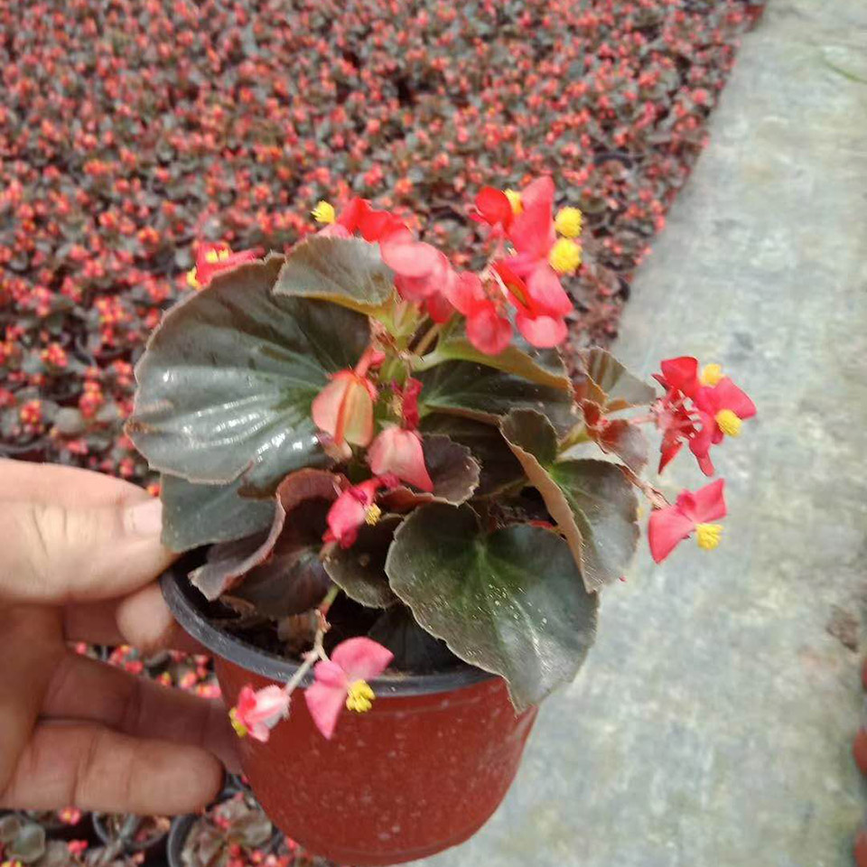 茂刚  四季海棠价格  春秋开花，花期长