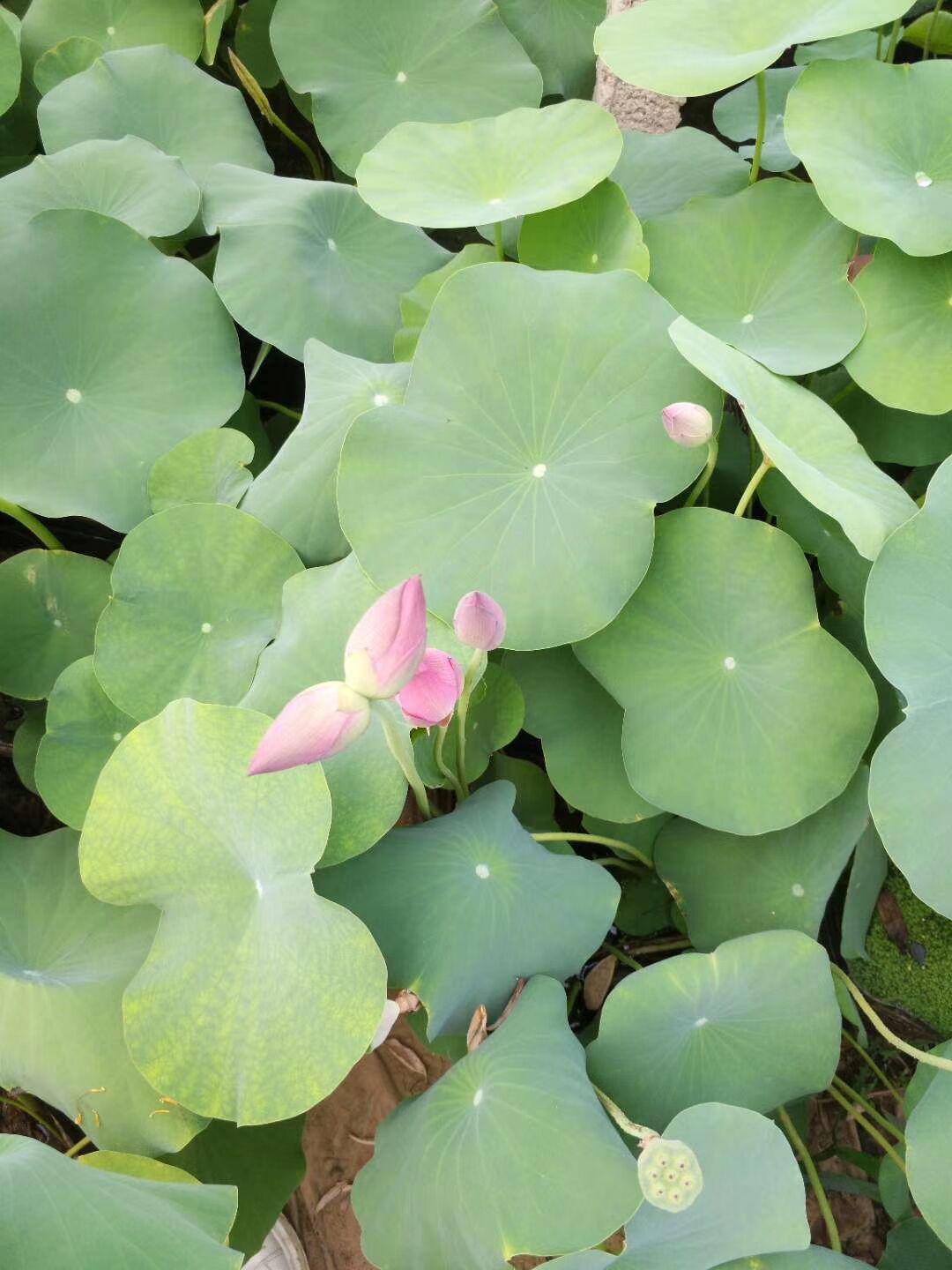 茂刚  绿化荷花小苗  盆栽观赏荷花  花期6至9月 花色丰富