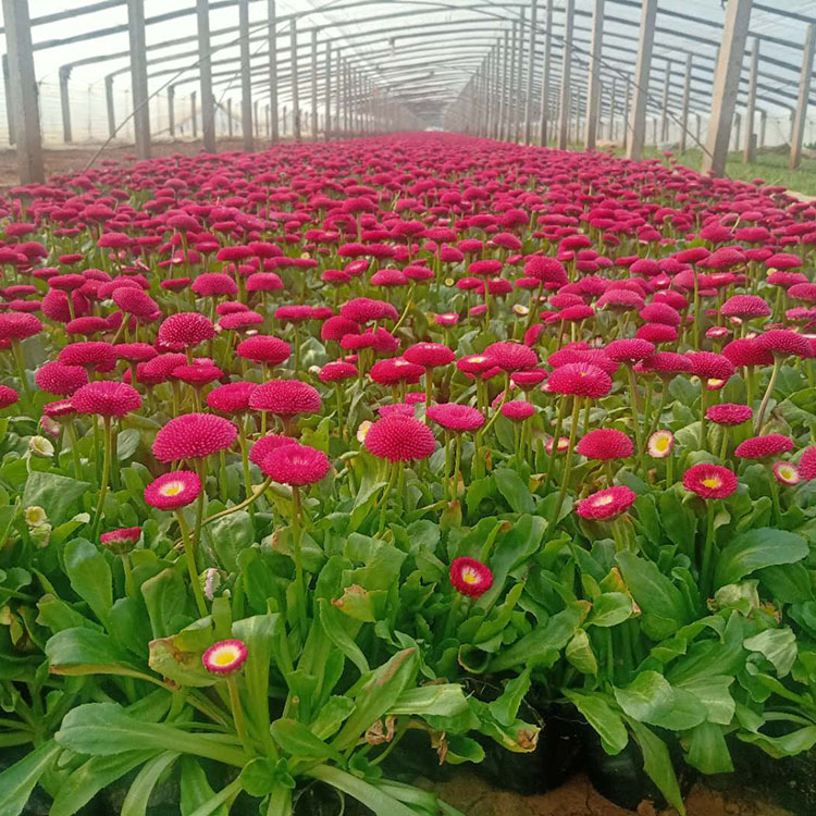 铭瀚  苗圃供应雏菊  花梗高矮适中