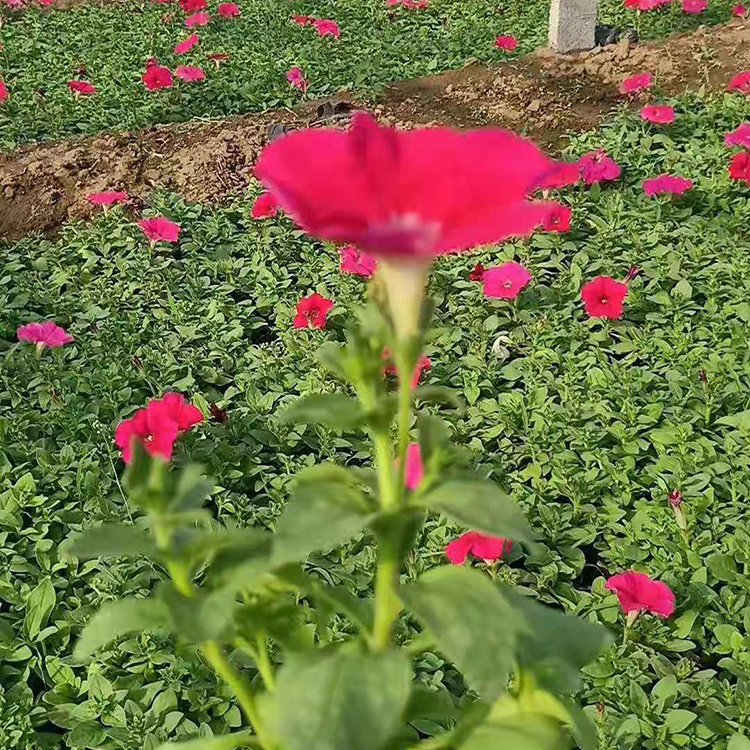 铭瀚  矮牵牛出售  颜色丰富艳丽