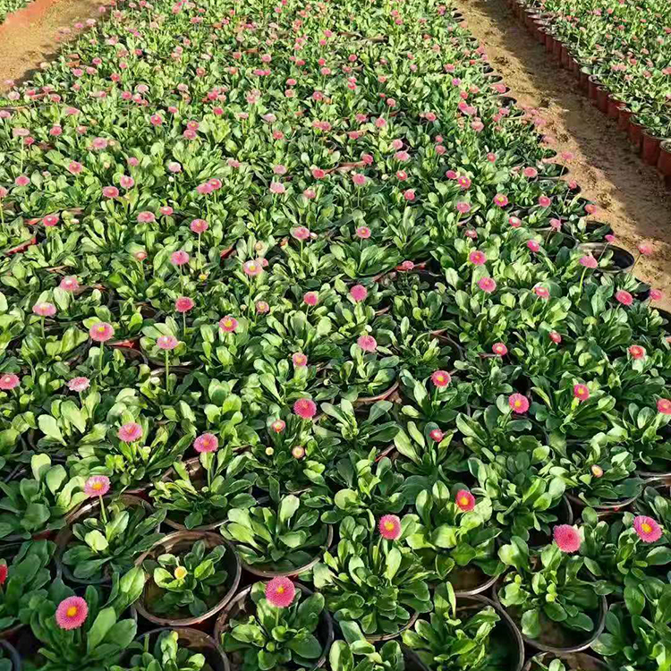 铭瀚  雏菊种植  花梗高矮适中