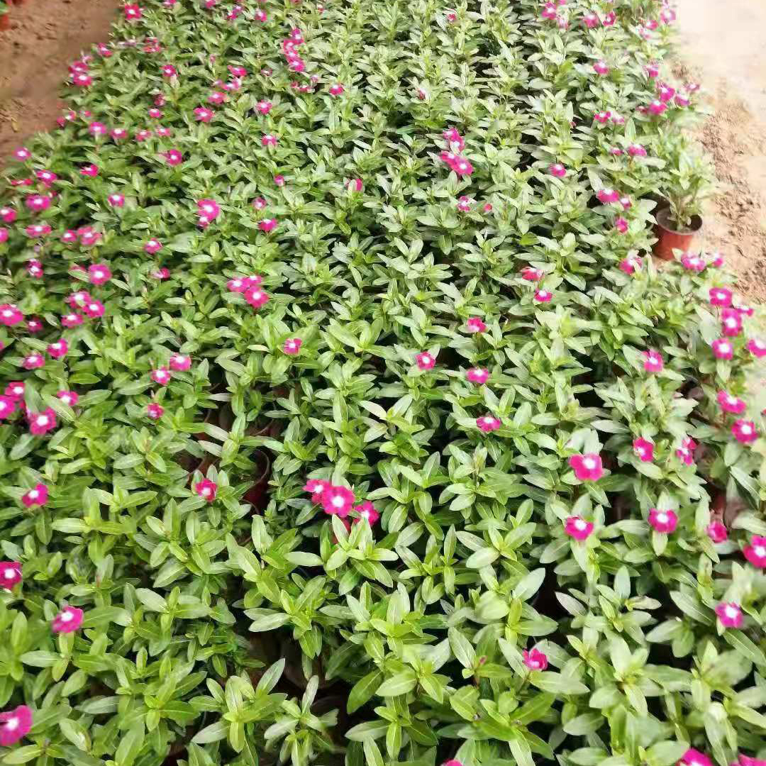 铭瀚  天天开批发  四季常绿有花苞