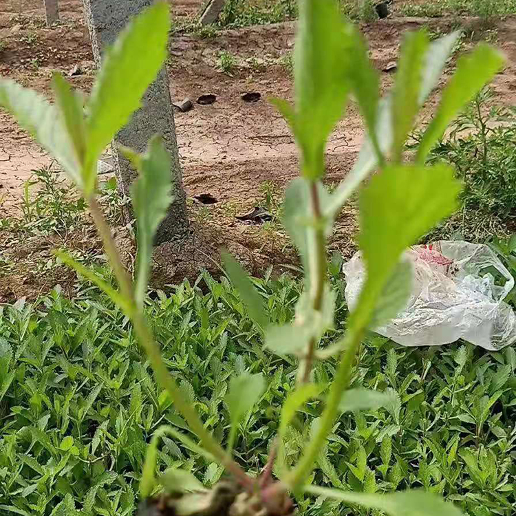 南美柳叶马鞭草  马鞭草价格  马鞭草基地供应