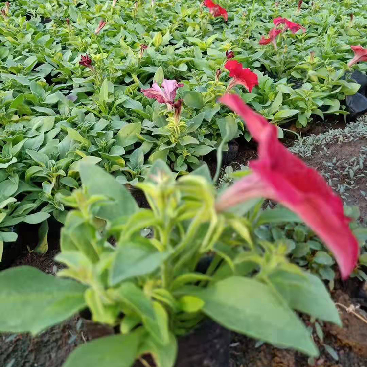 铭瀚  销售矮牵牛苗  可用作花坛点缀
