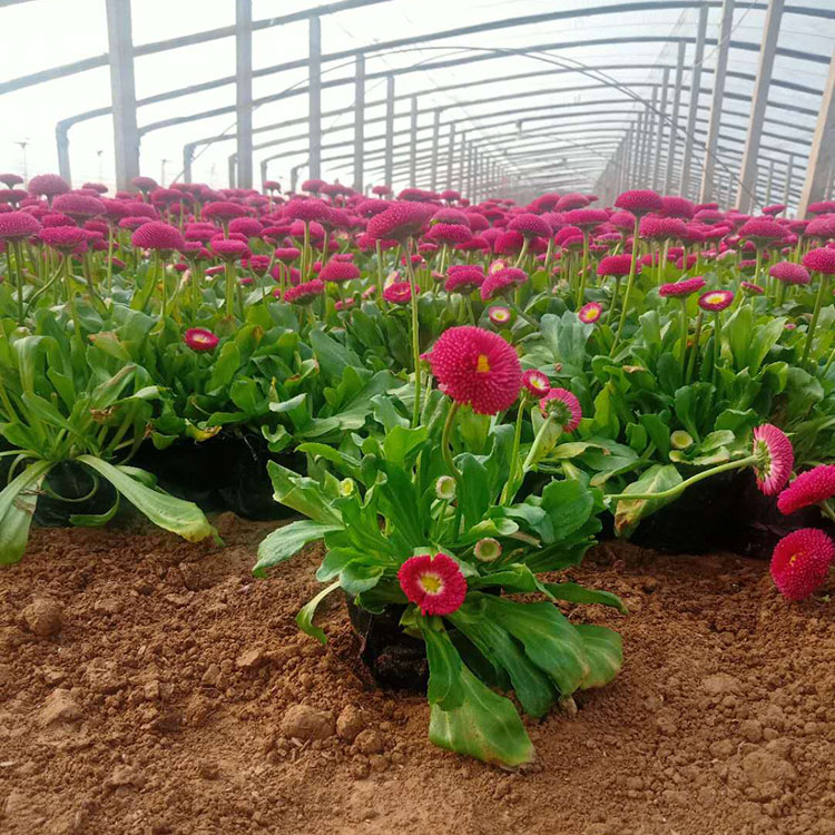 铭瀚  出售小雏菊  多年生草本菊花苗