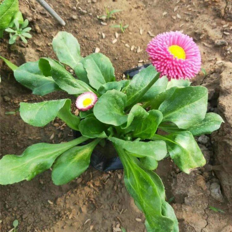 铭瀚  雏菊基地  花期长，耐寒能力强