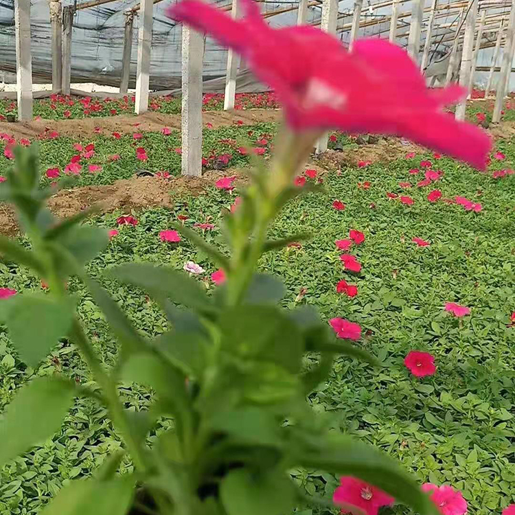 铭瀚  矮牵牛苗  可用作花坛点缀
