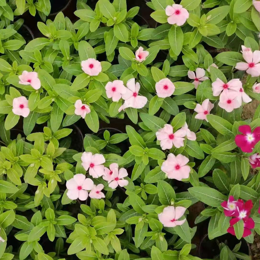 铭瀚  长春花出售  四季常绿有花苞