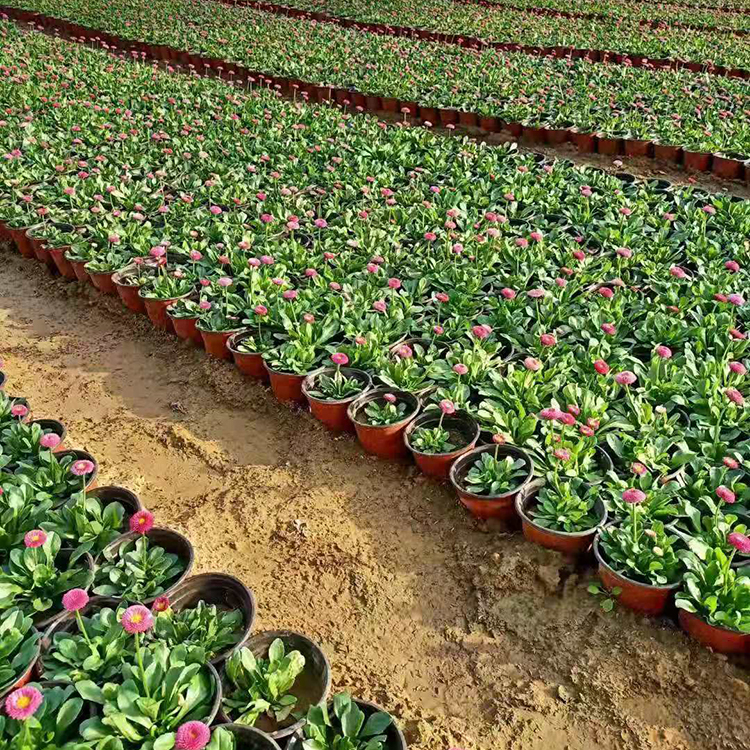铭瀚  雏菊基地  多用于作园林观赏