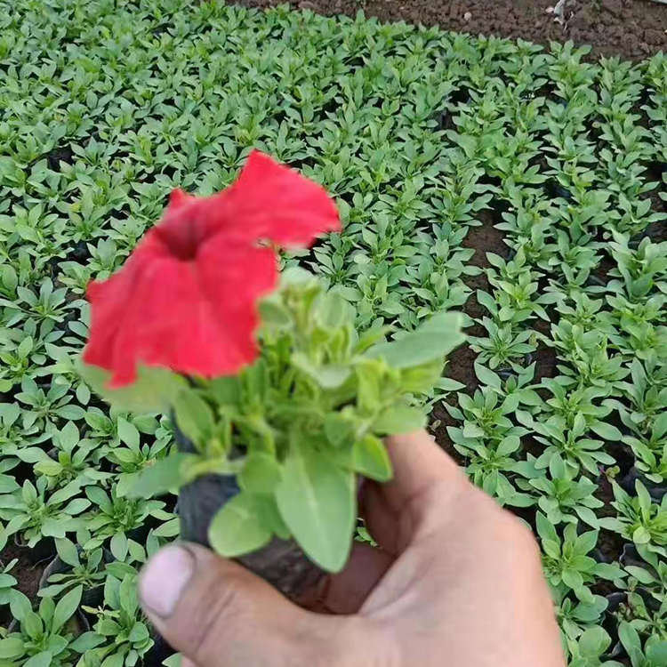 铭瀚  矮牵牛种植  颜色丰富艳丽
